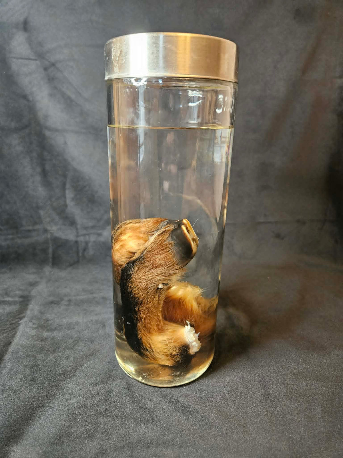 Wet Specimens