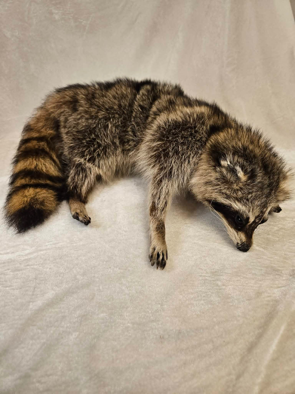 Winchester raccoon soft mount
