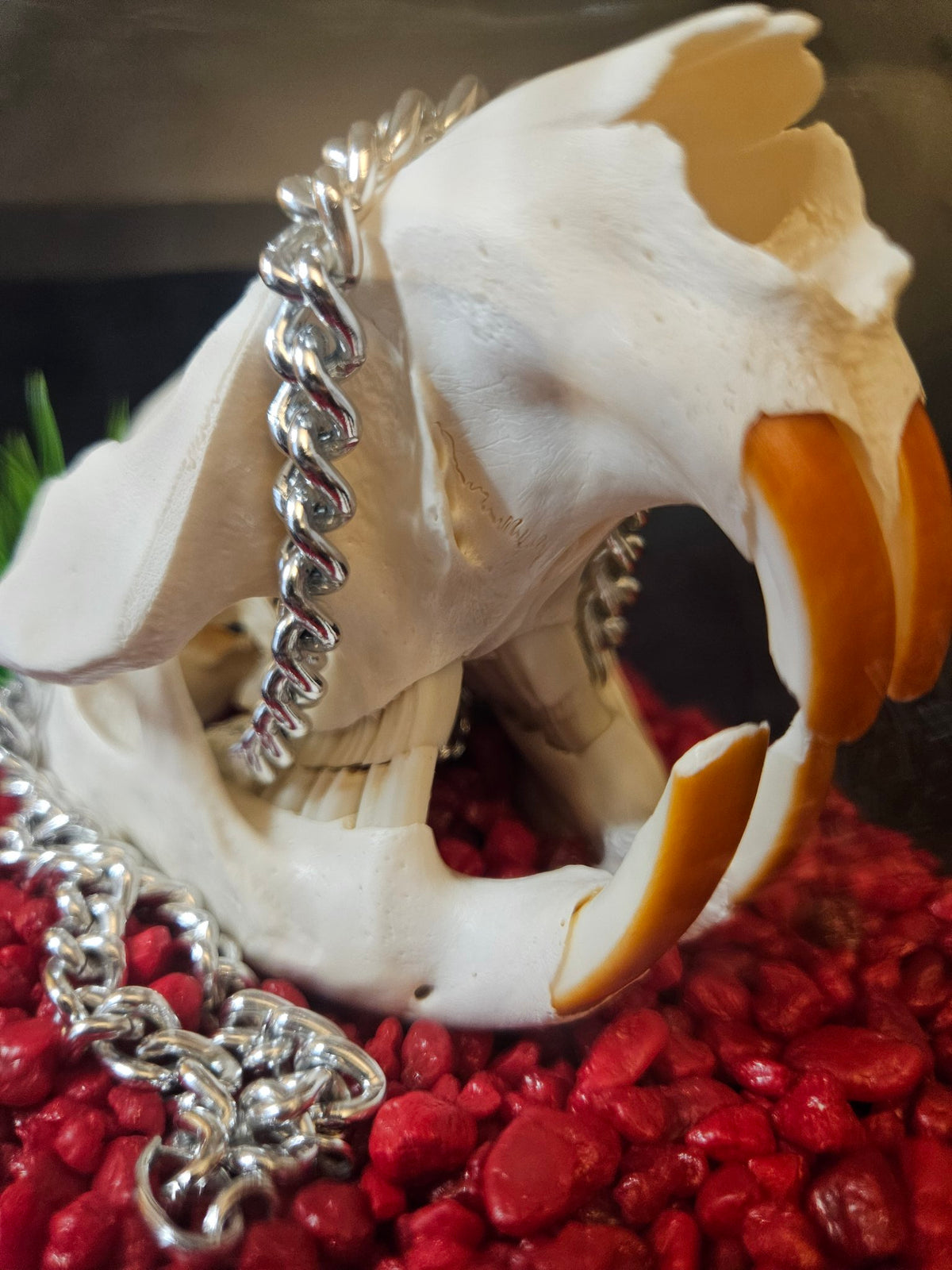 Close-up of beaver skull teeth and silver chain on red pebbles