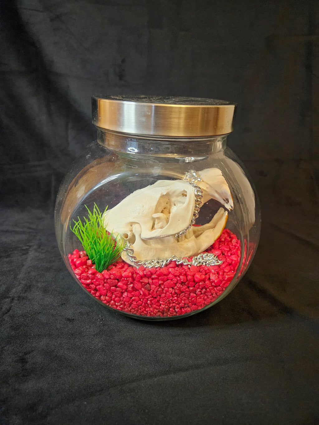 Beaver skull in glass jar on red pebbles with silver chain, front