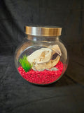 Beaver skull in glass jar on red pebbles with silver chain, front