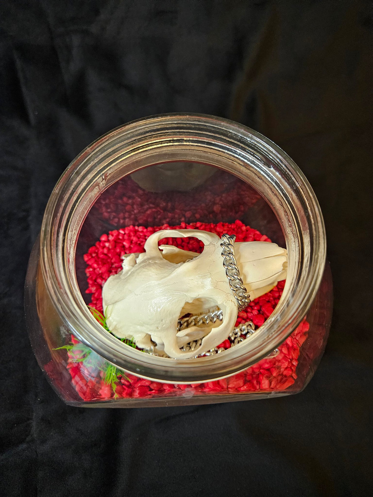 Beaver skull in glass jar, top view