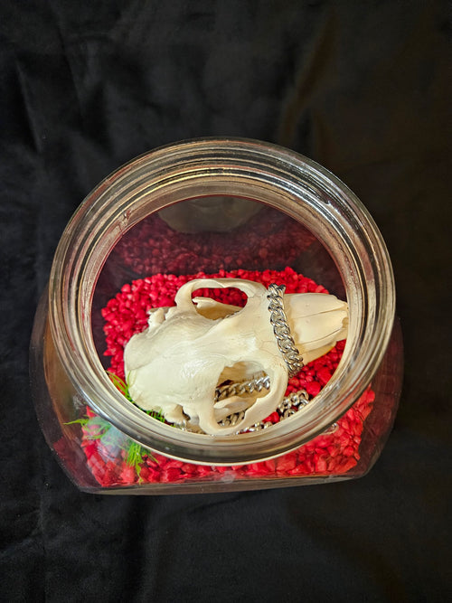 Beaver skull in glass jar, top view