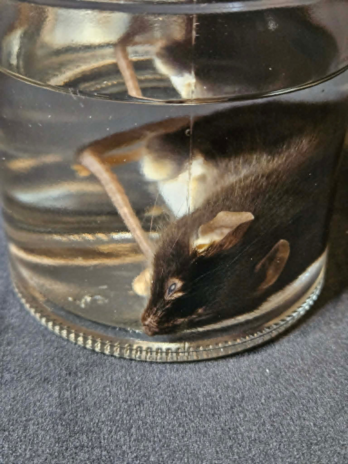 Black Mouse Wet Specimen