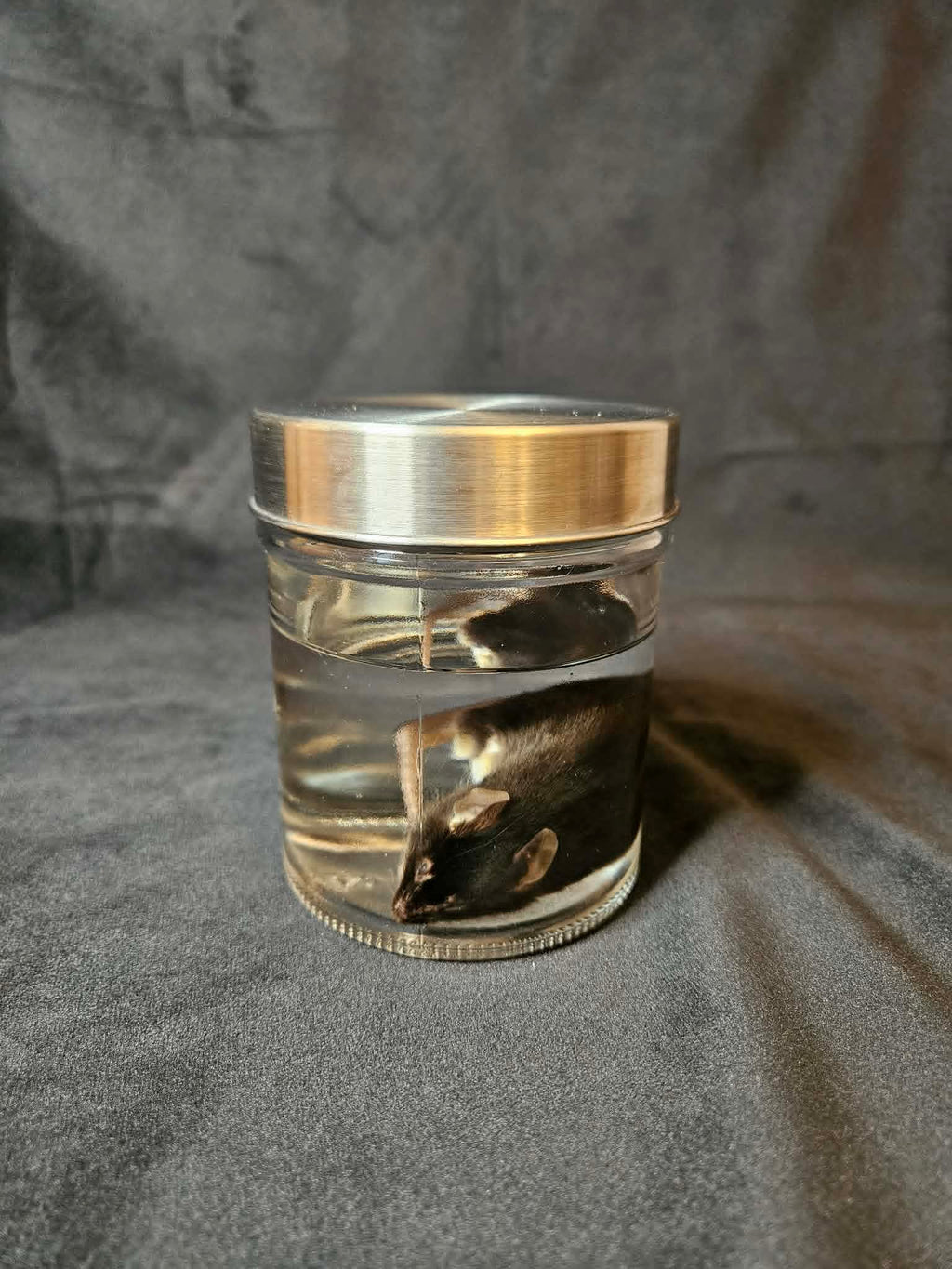 Black Mouse Wet Specimen