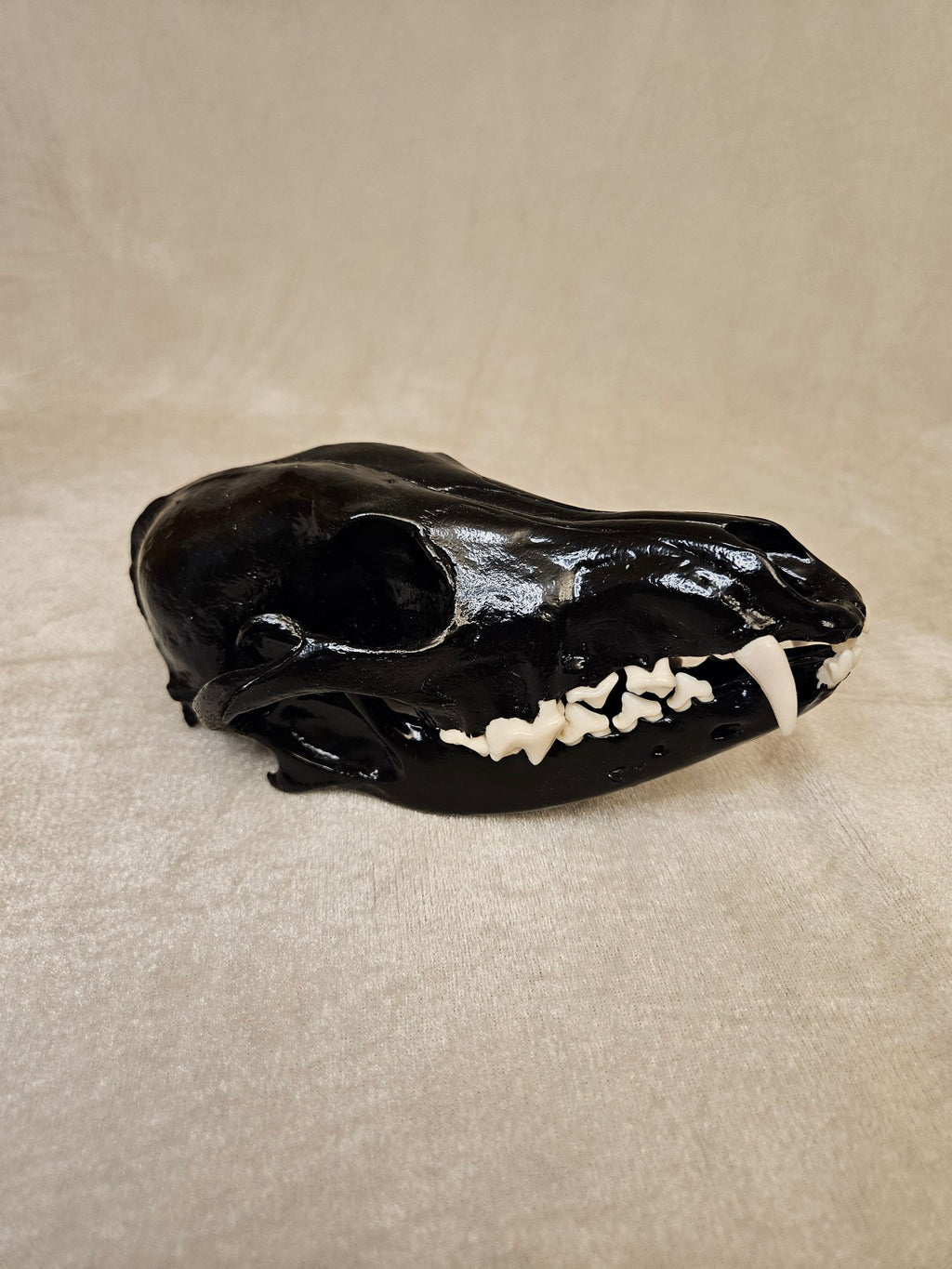 Black cured male coyote skull, right side view with jaw