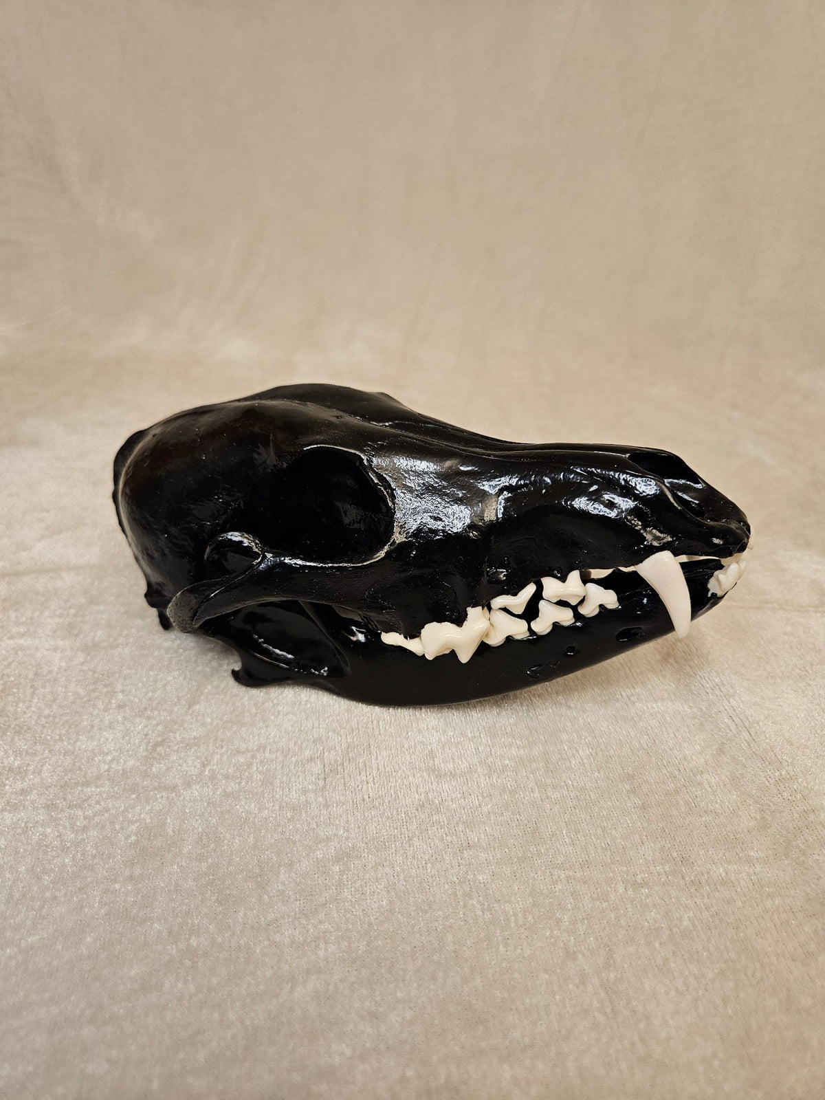 Black cured male coyote skull, right side view with jaw