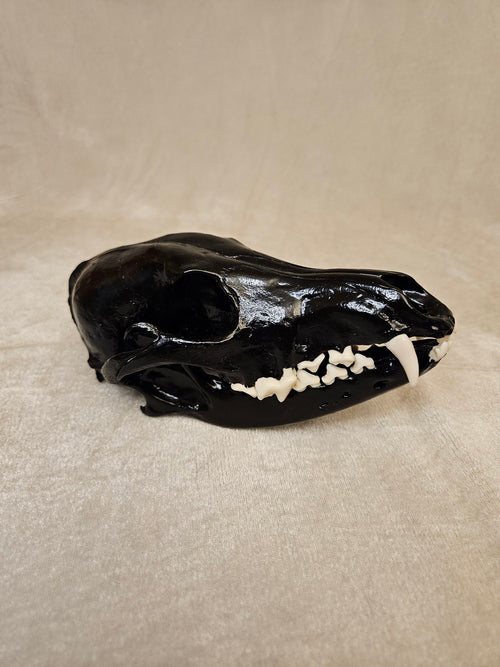 Black cured male coyote skull, right side view with jaw