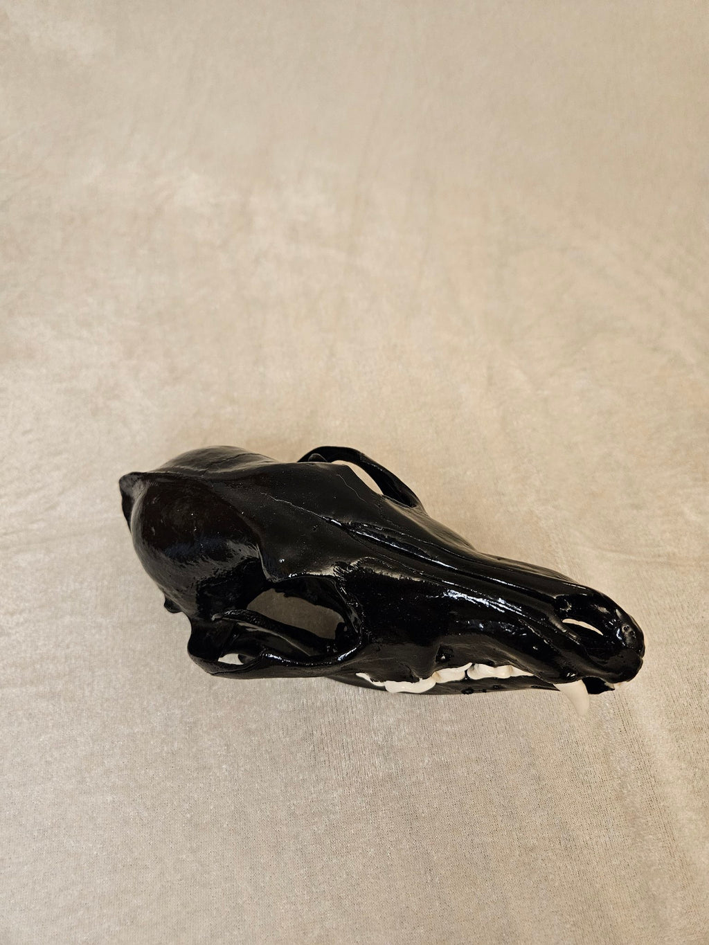 Black cured male coyote skull, top view