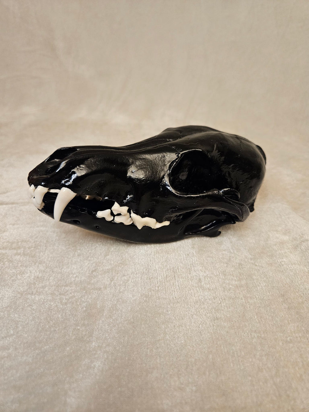 Black cured male coyote skull, left side view