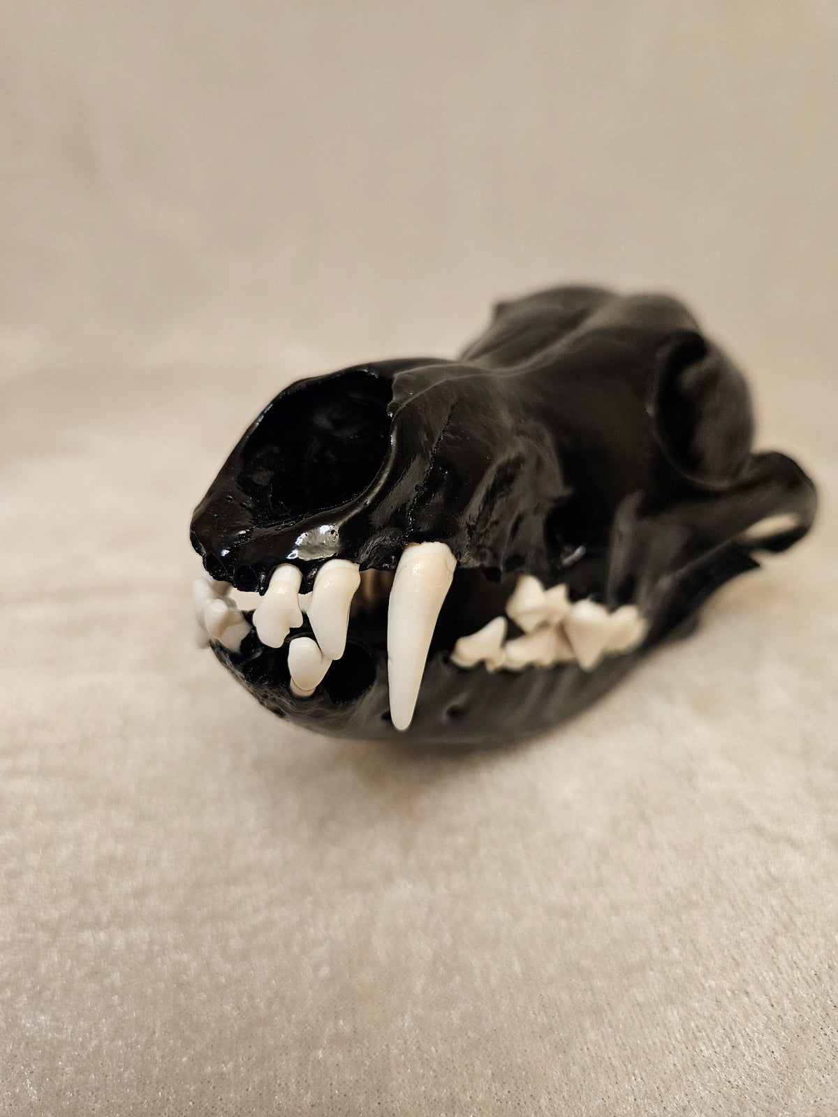 Black cured male coyote skull, front view showing teeth