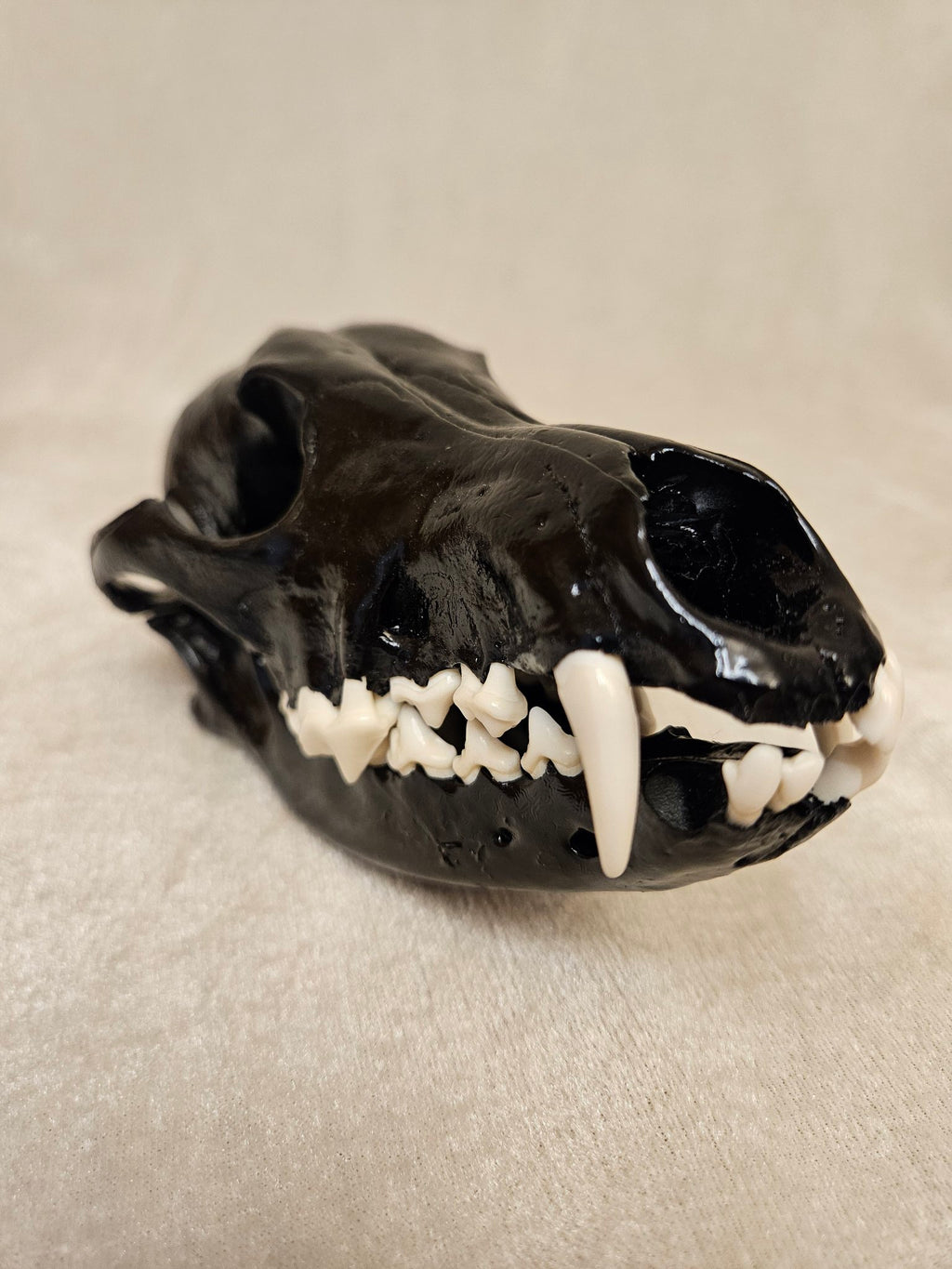 Black cured male coyote skull, angled front view