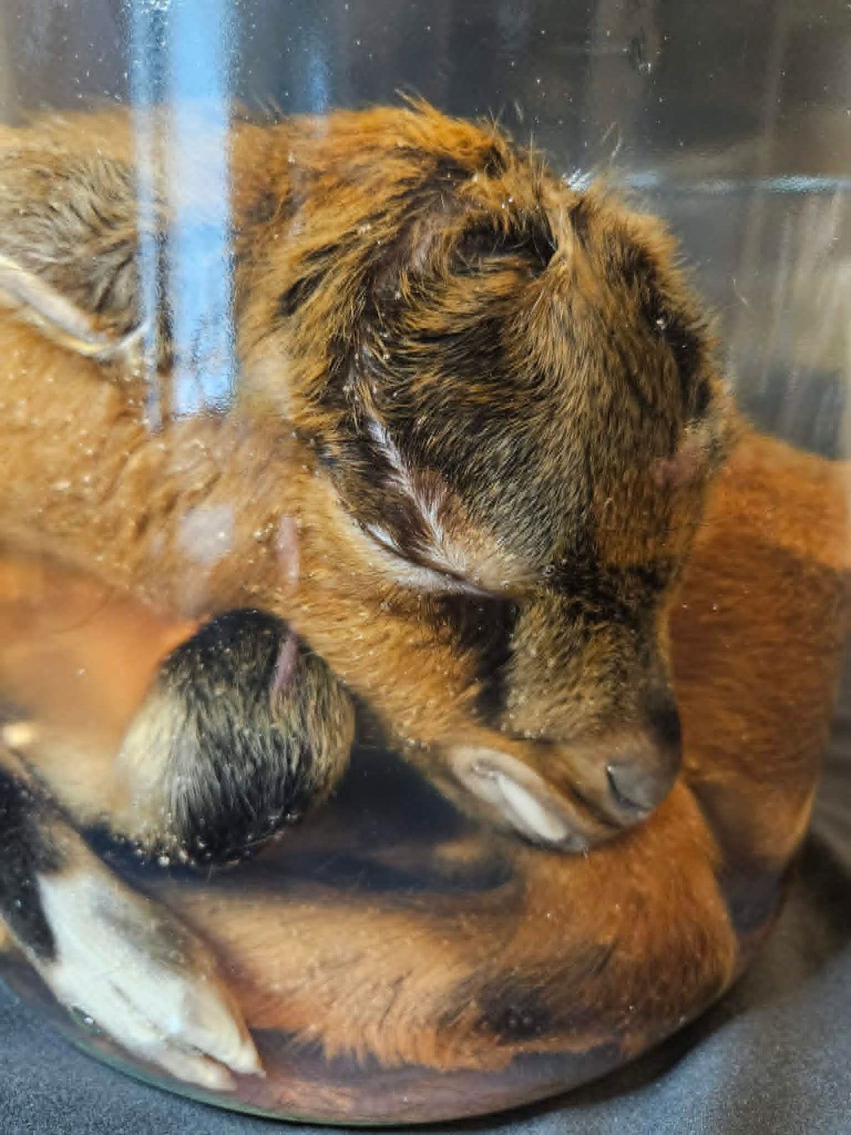Dark Brown Goat Wet Specimen