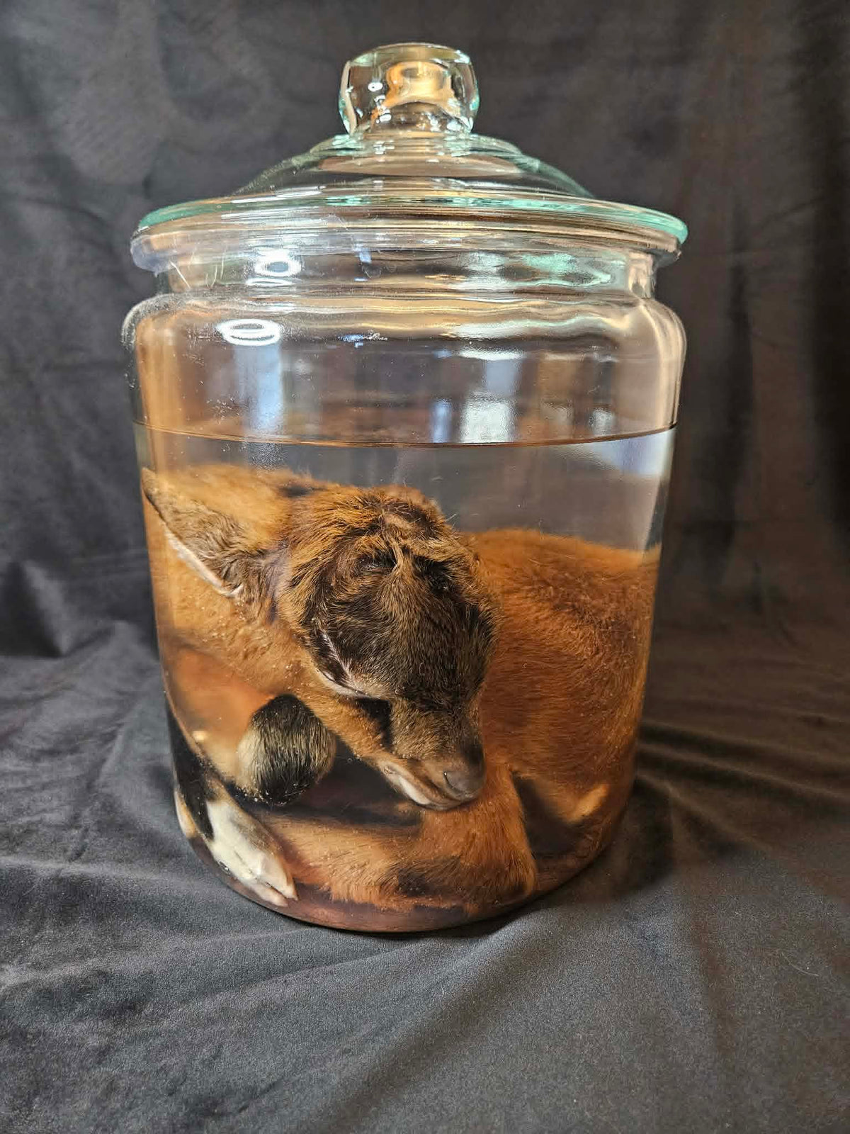 Dark Brown Goat Wet Specimen