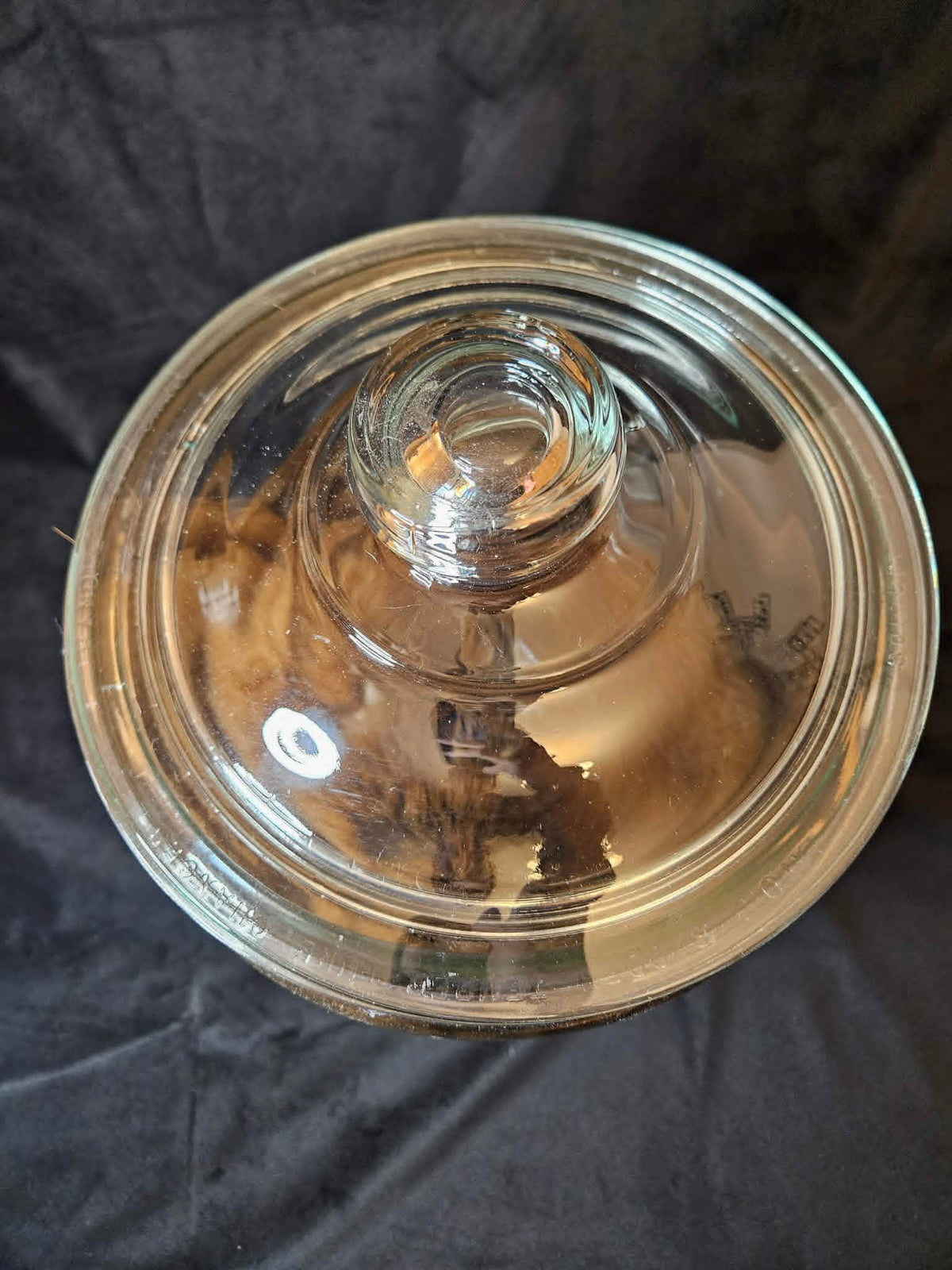 Dark Brown Goat Wet Specimen