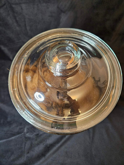 Dark Brown Goat Wet Specimen