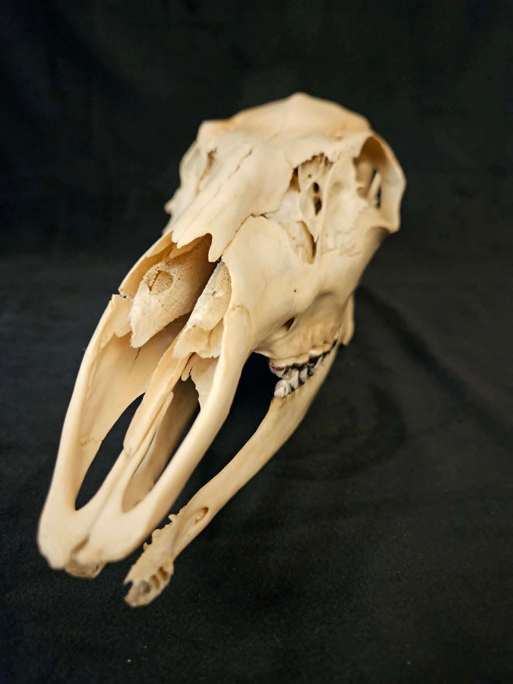 Deer Skull