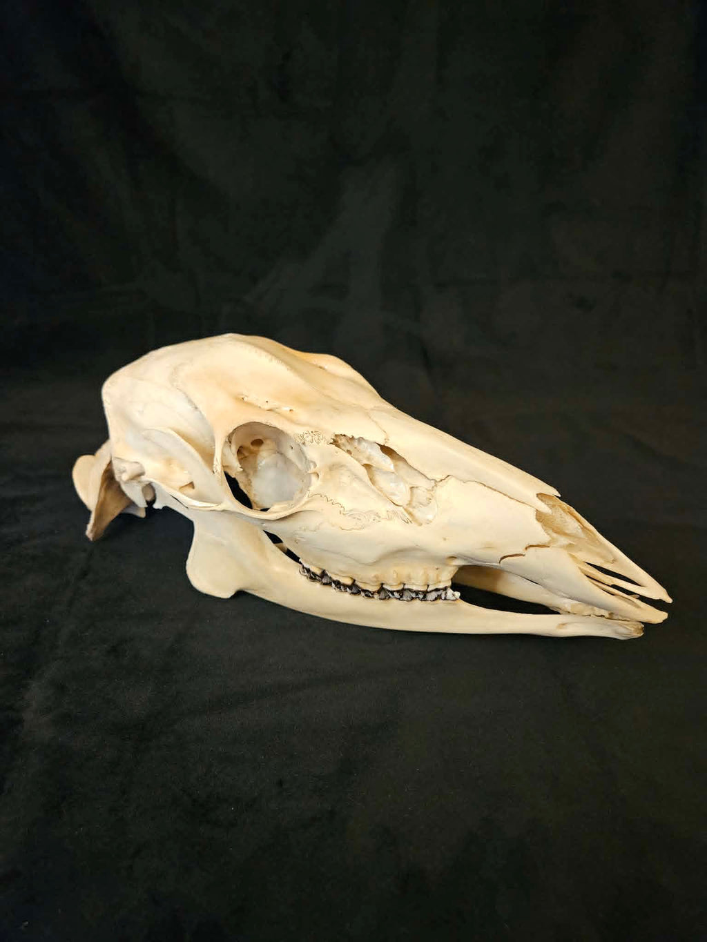 Deer Skull