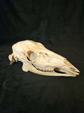 Deer Skull