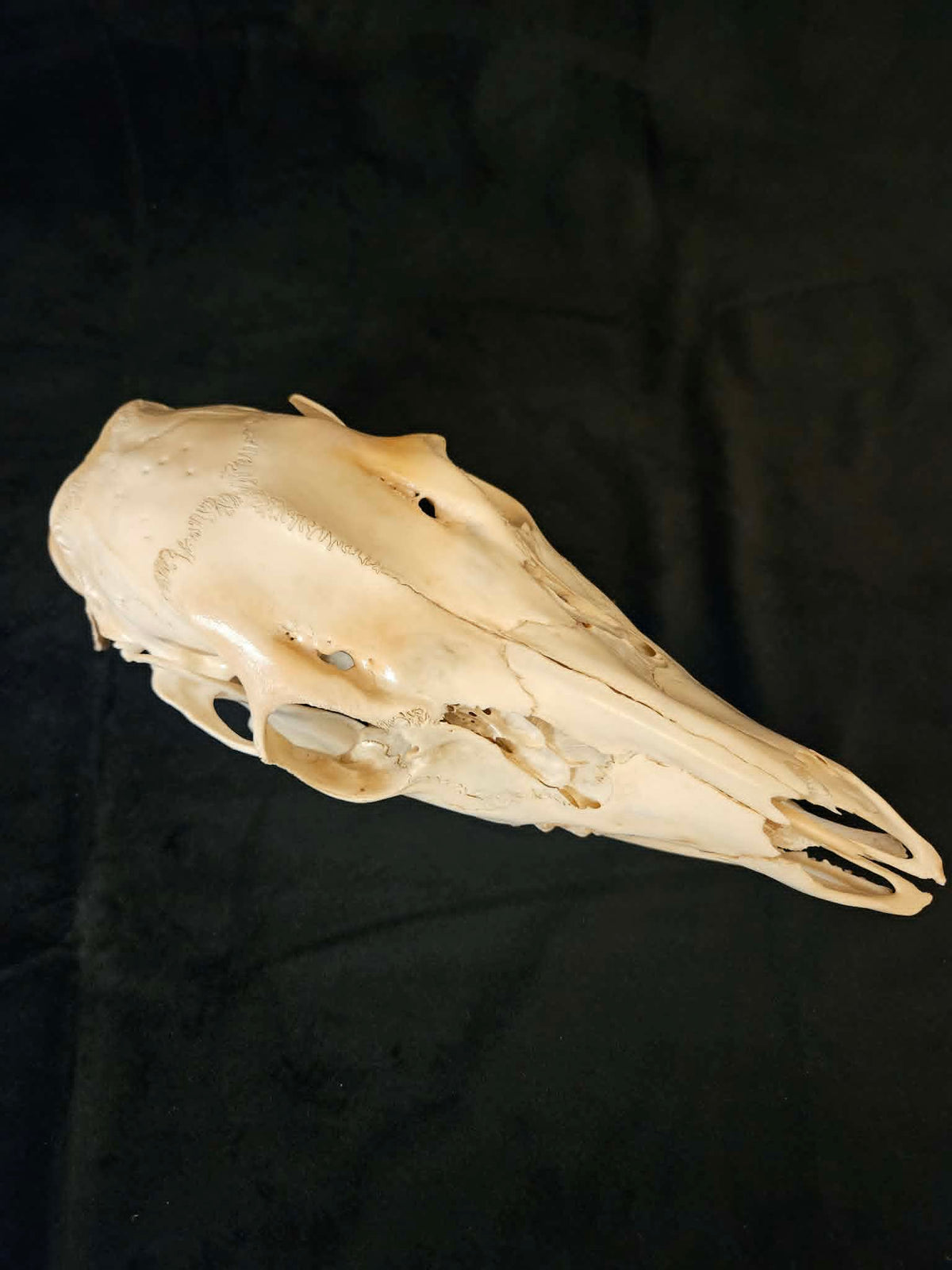 Deer Skull