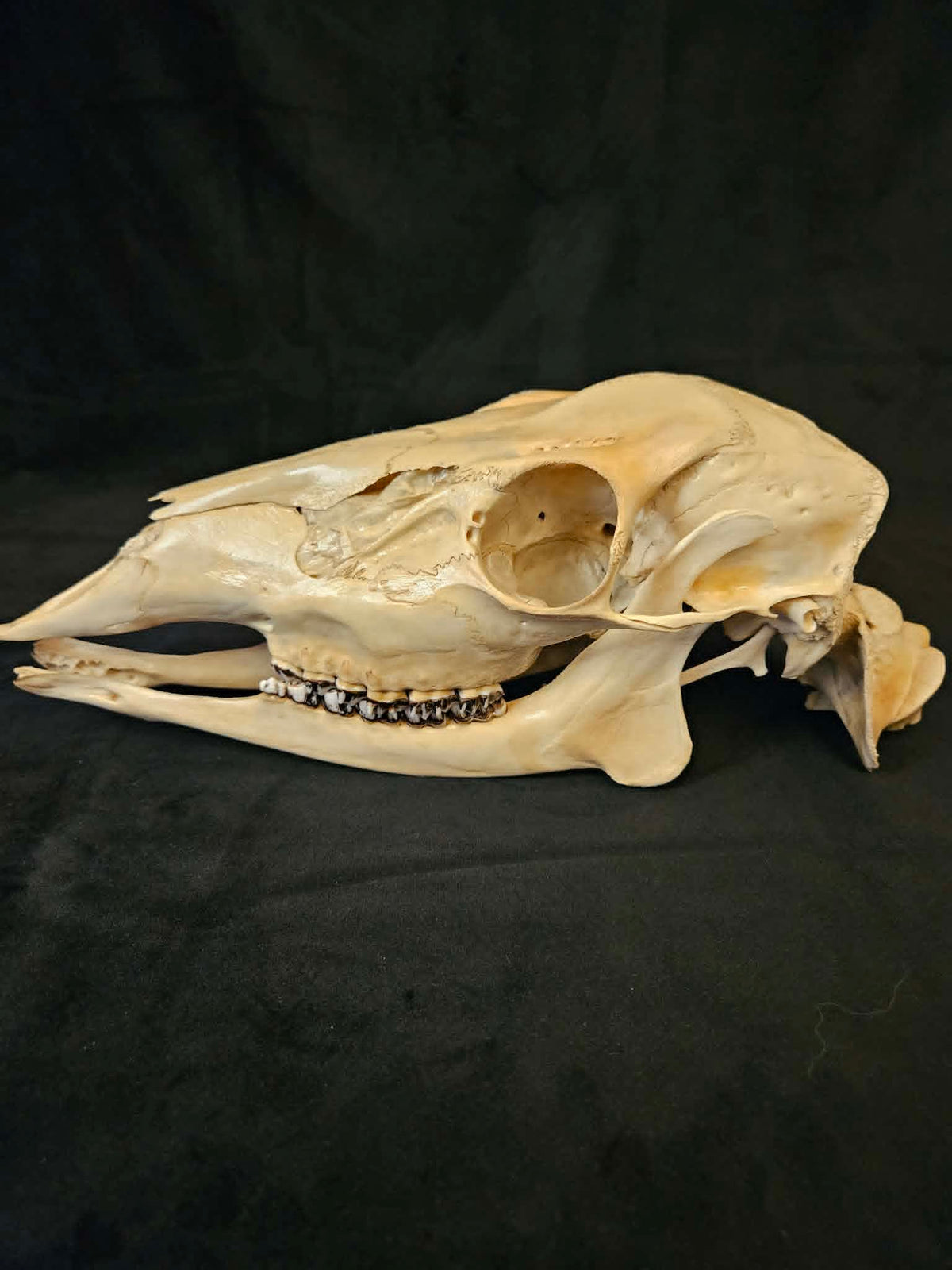 Deer Skull