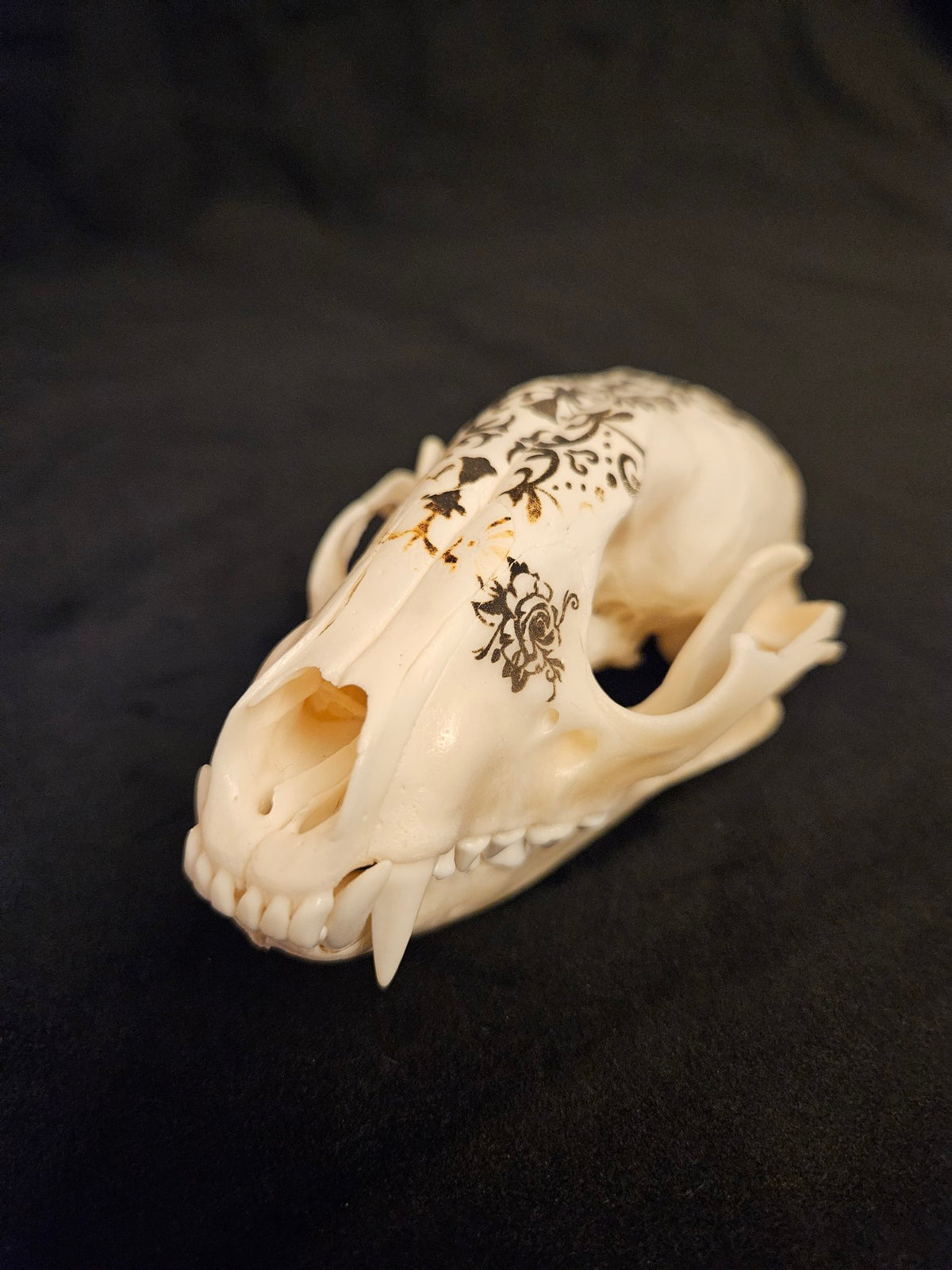 Laser engraved raccoon skull with floral filigree design