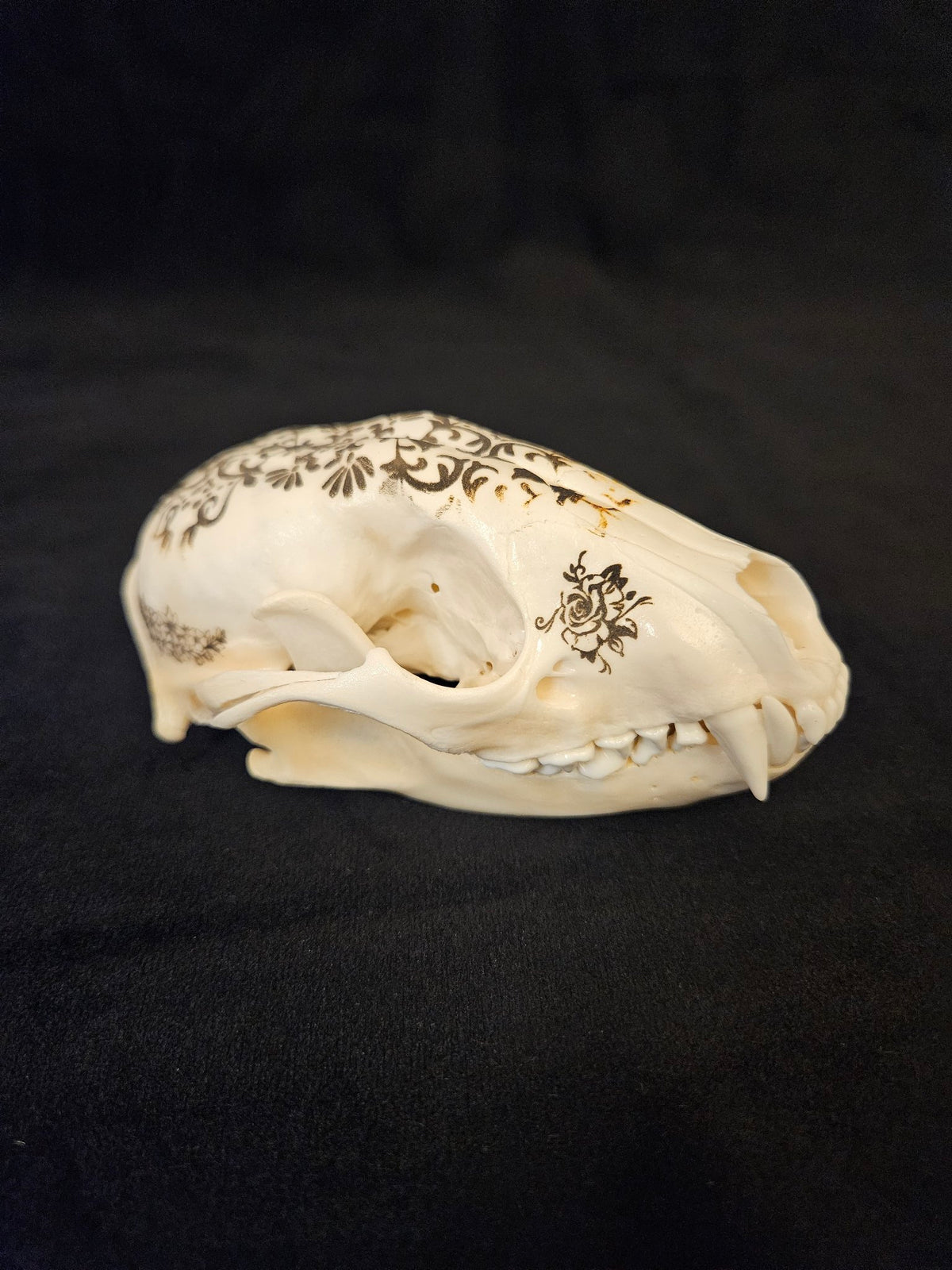Laser engraved raccoon skull with floral filigree design