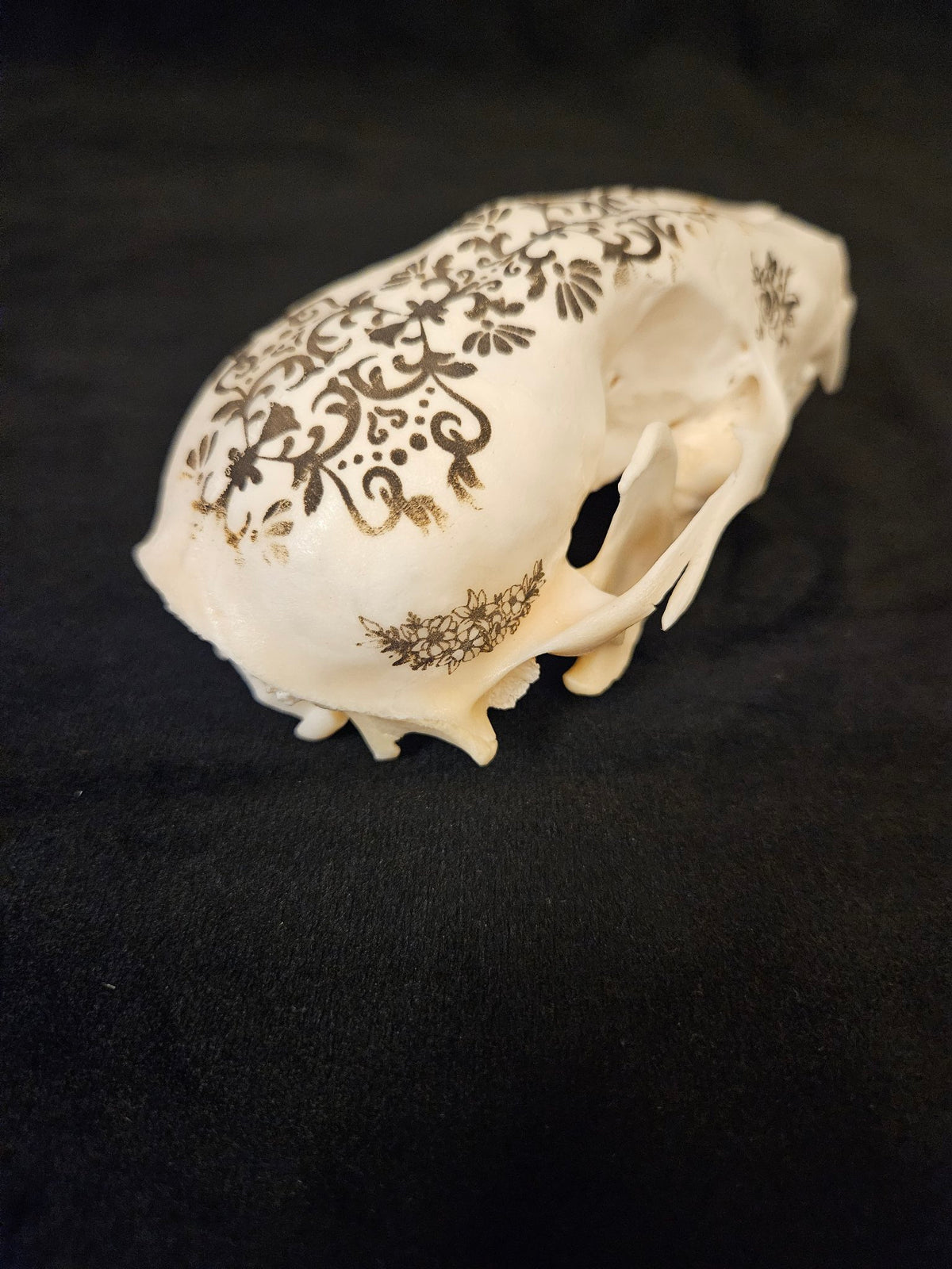 Laser engraved raccoon skull with floral filigree design