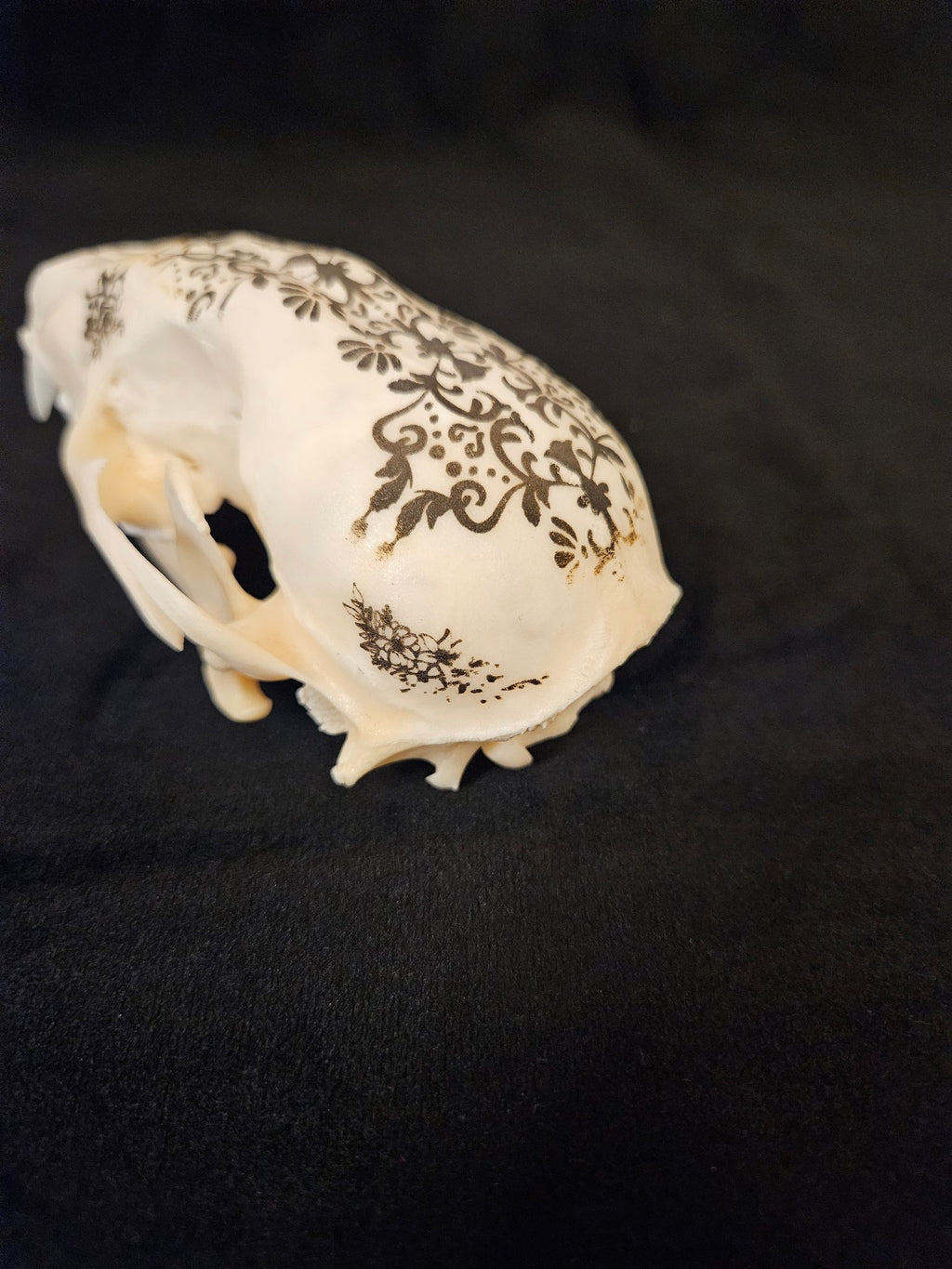 Laser engraved raccoon skull with floral filigree design