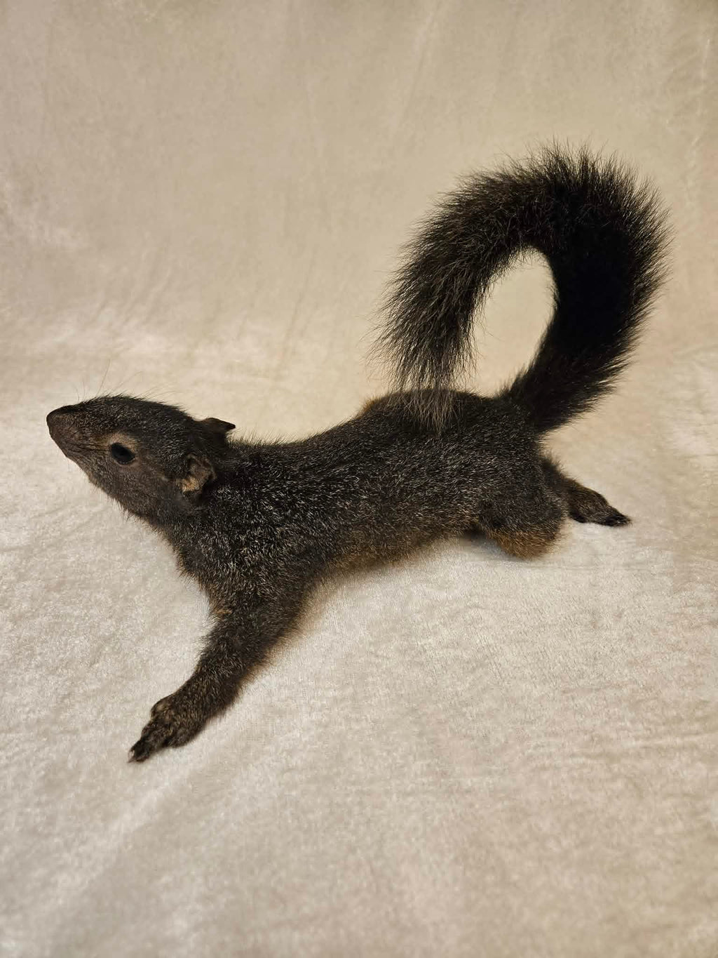 Chip – Black Squirrel Hard Mount