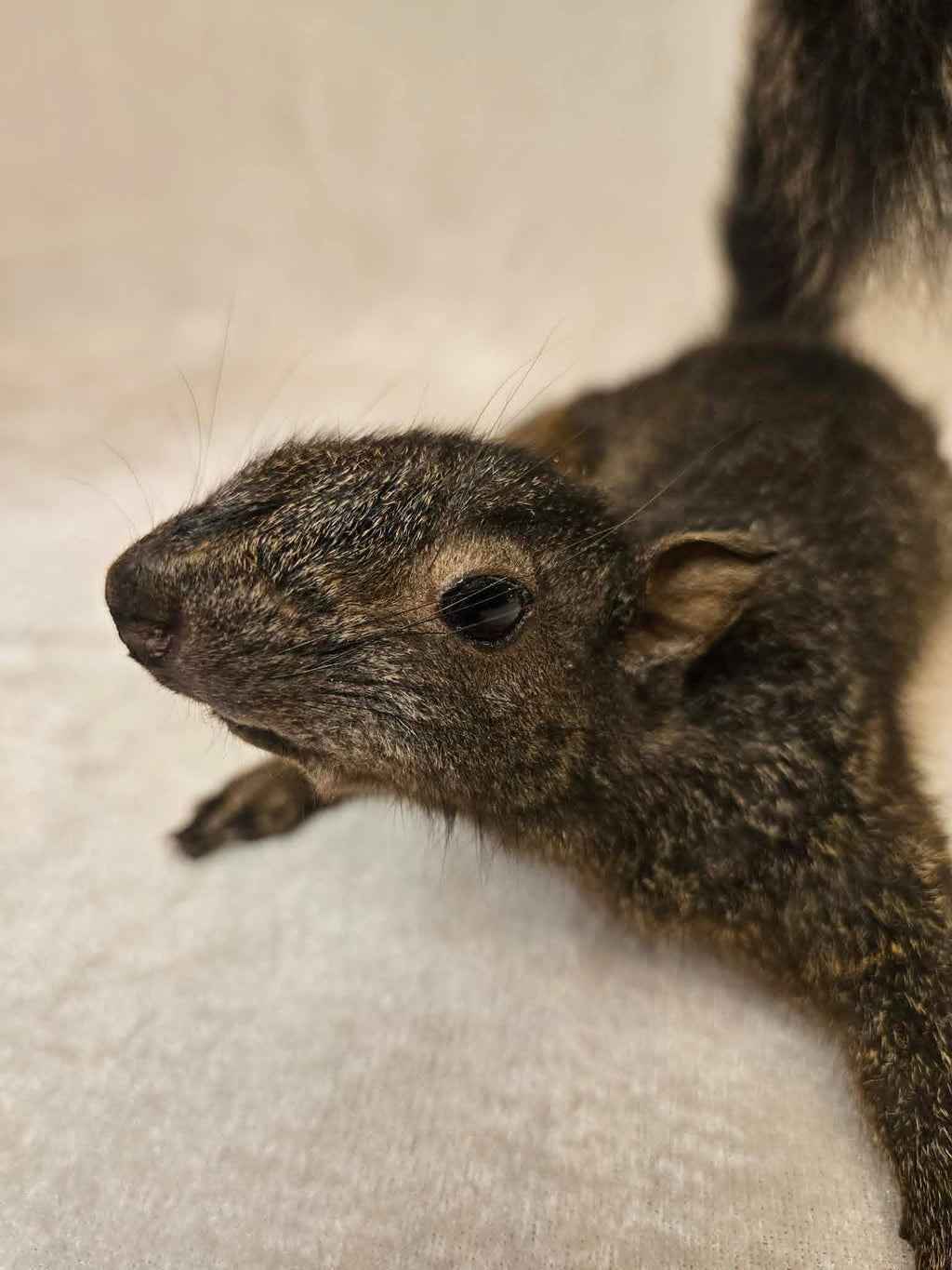 Chip – Black Squirrel Hard Mount