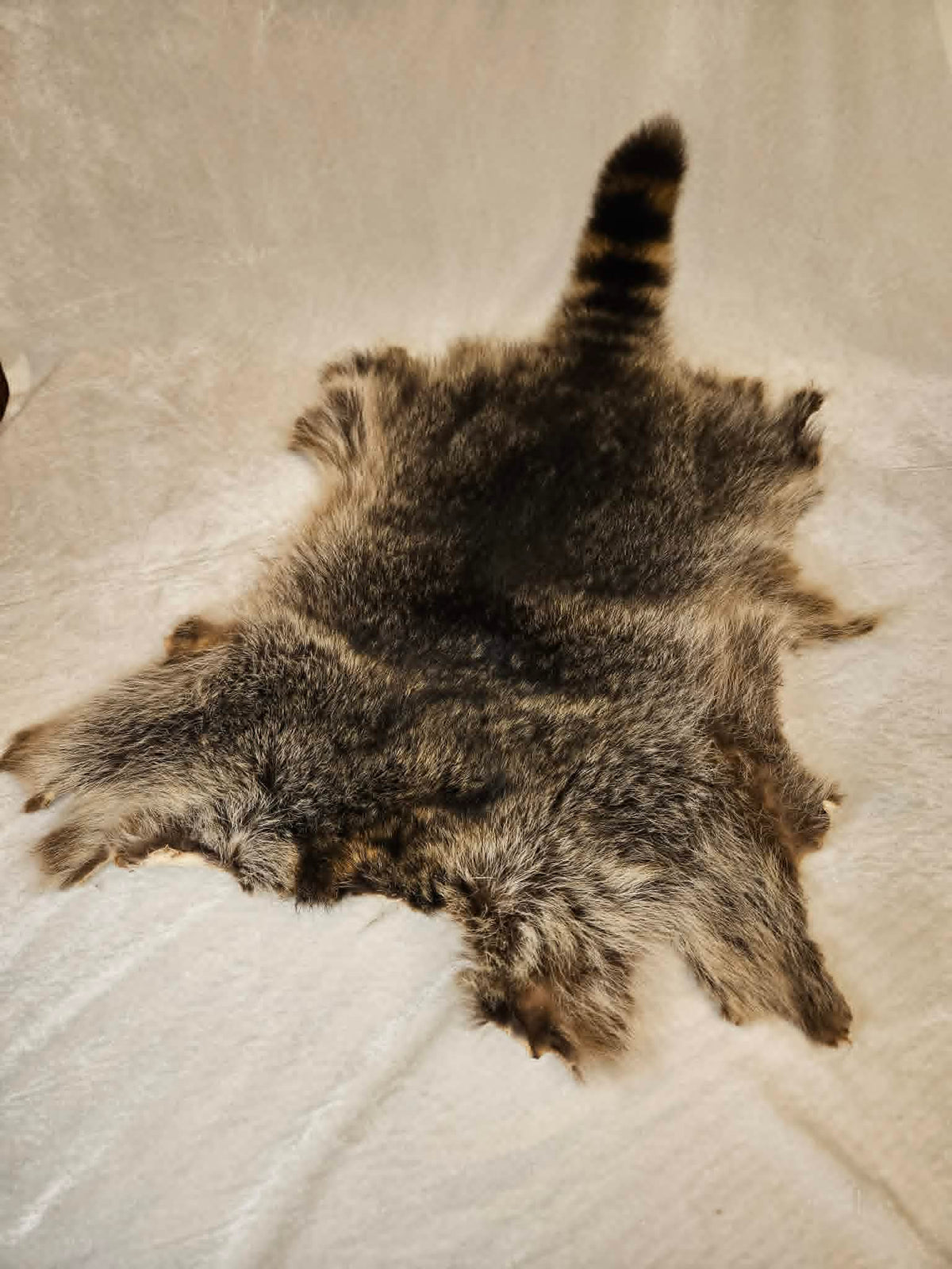 Raccoon Hide & Tail – Tanned