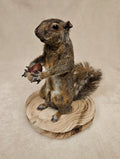 Nut Job grey squirrel hard mount holding a large chestnut, on a wood slice base