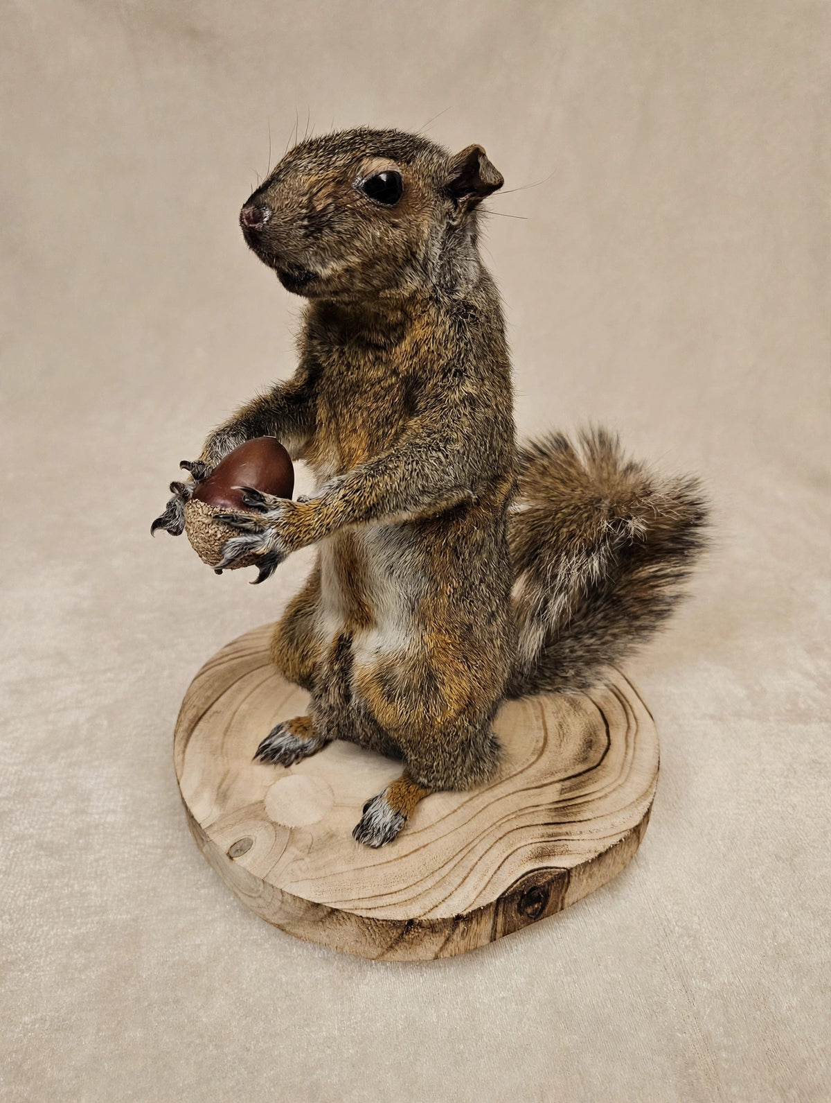 Nut Job grey squirrel hard mount holding a large chestnut, on a wood slice base