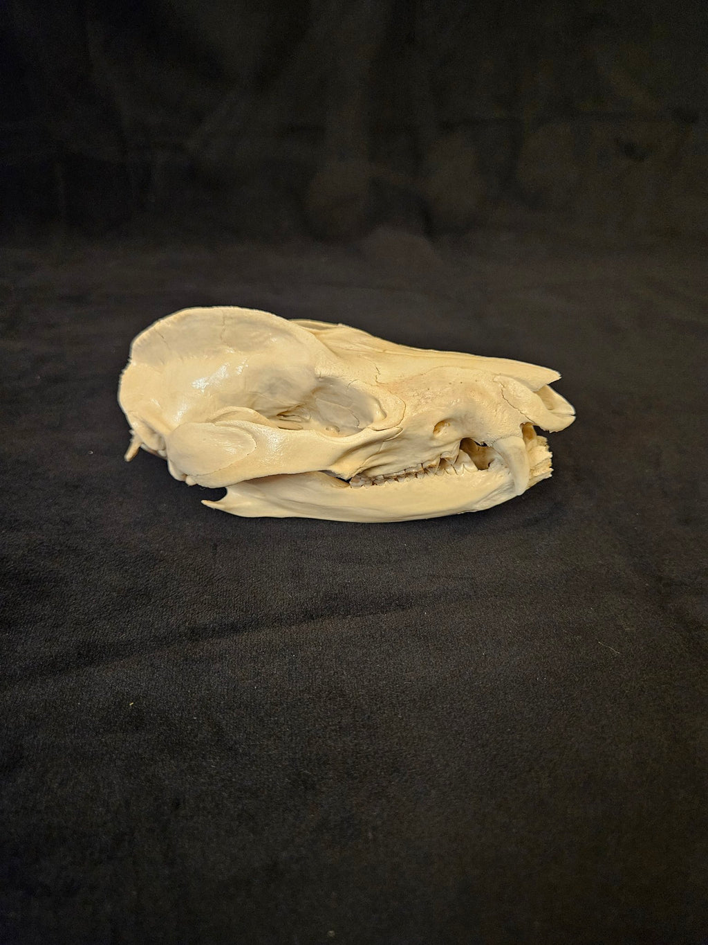 Natural opossum skull with jaw, other side