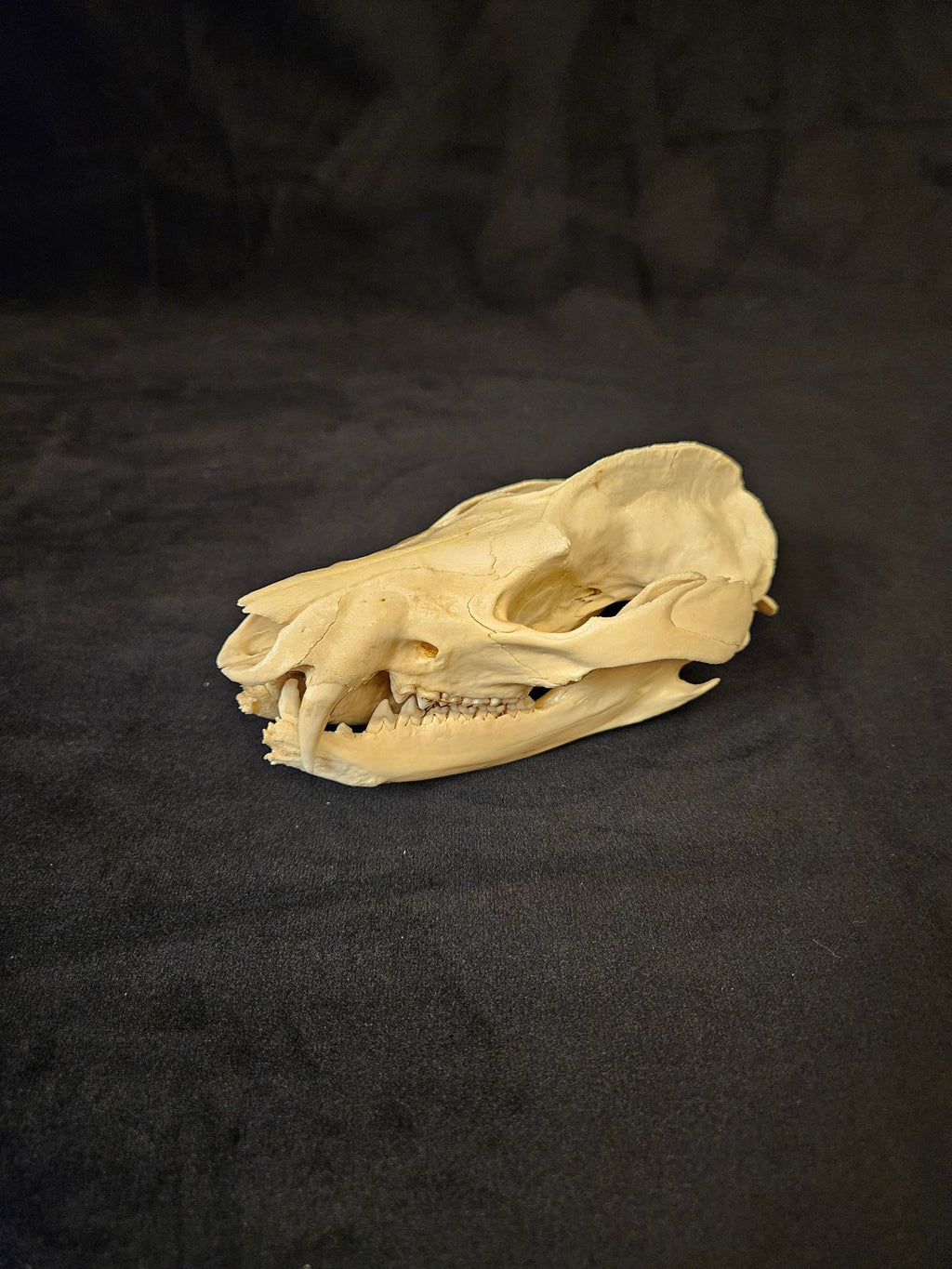 Natural opossum skull with jaw, side view