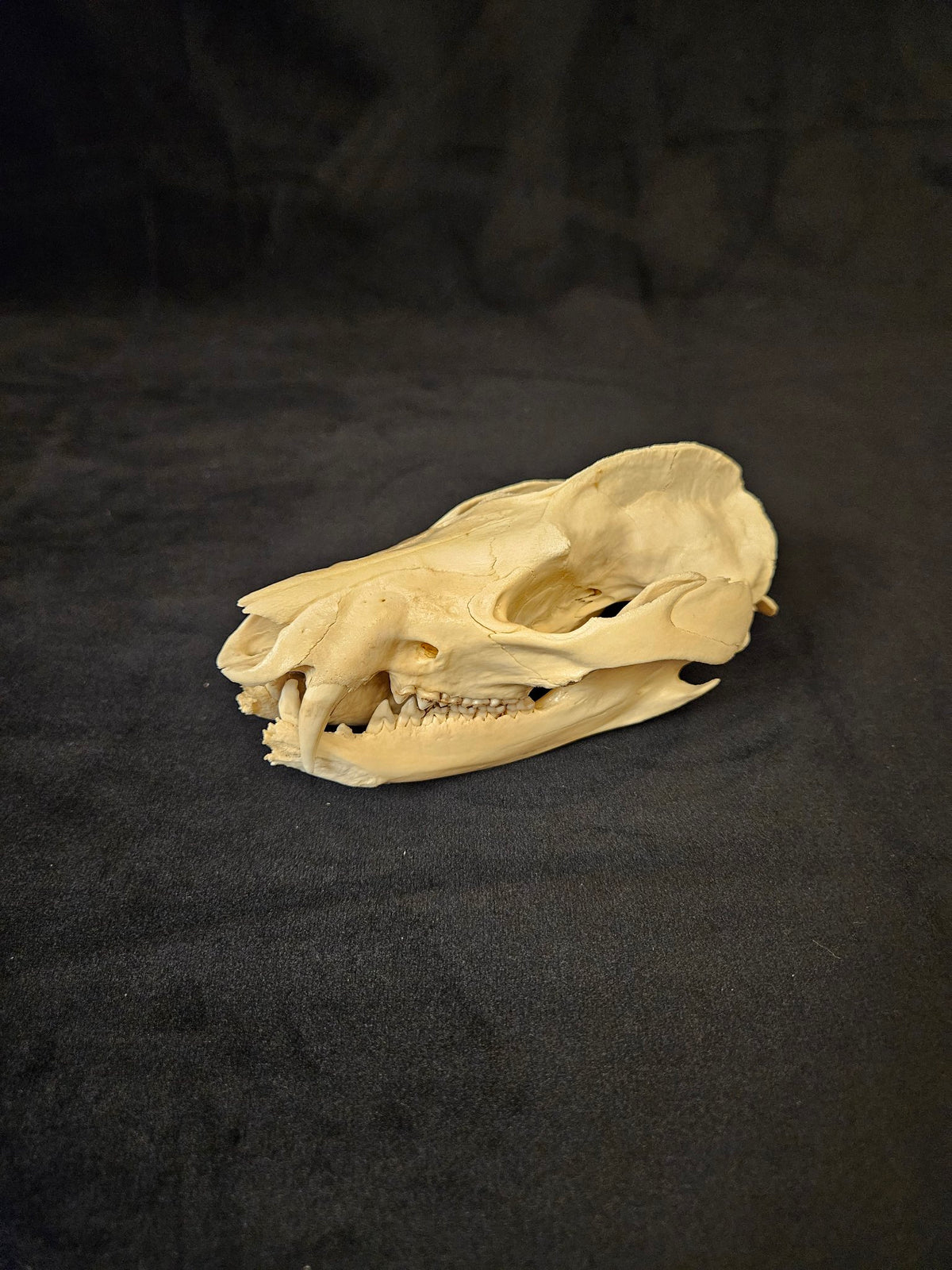 Natural opossum skull with jaw, side view