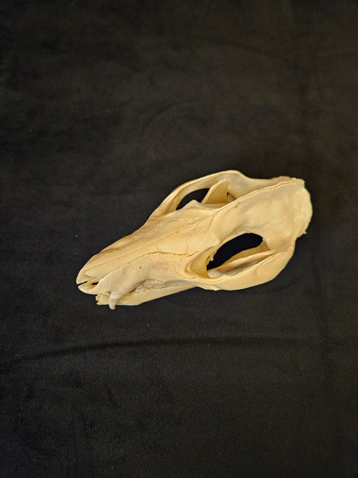 Natural opossum skull, top view
