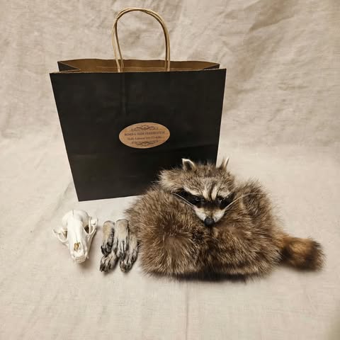 Raccoon Skinning Class