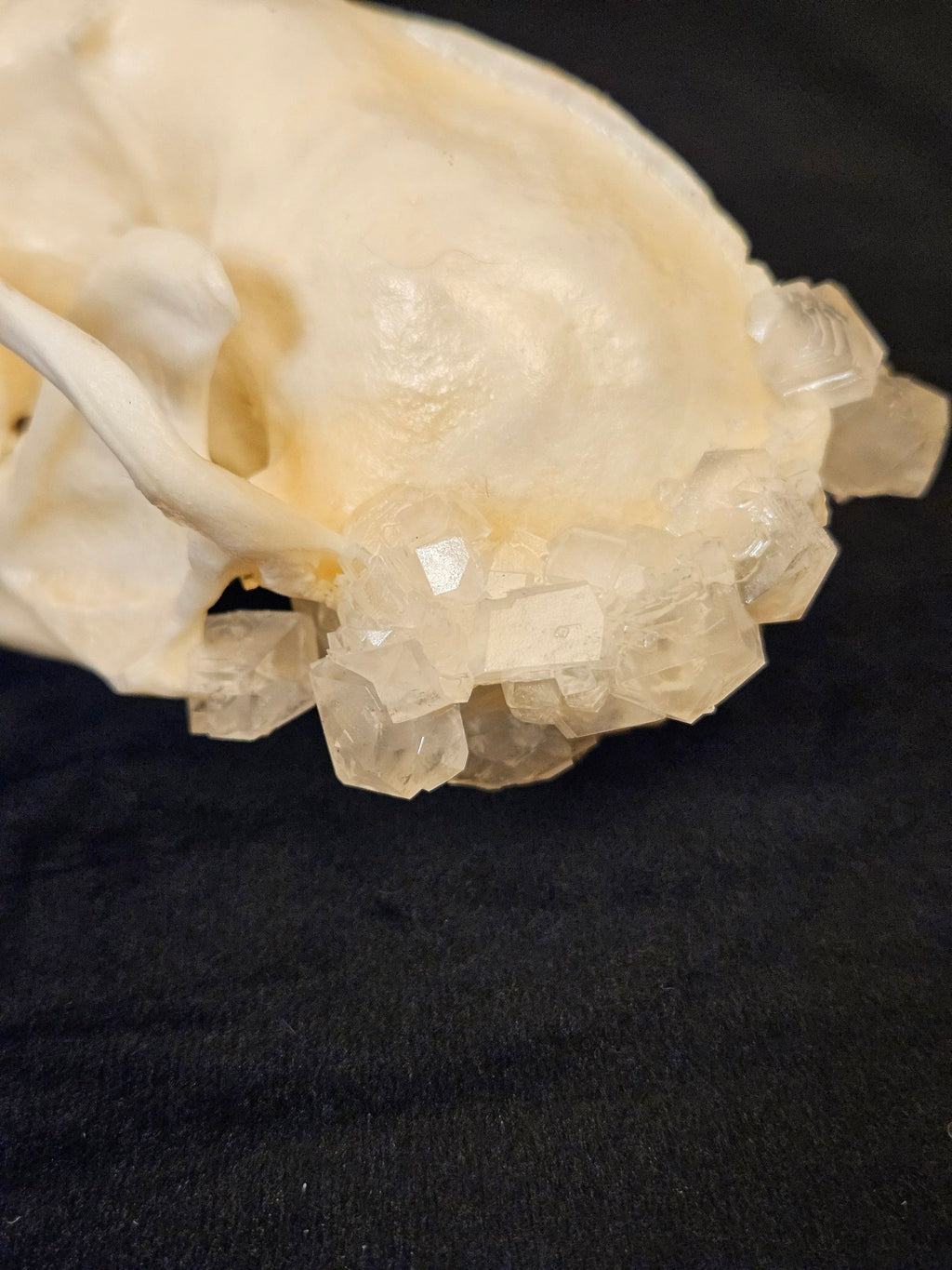 Close-up of hand-grown clear crystals on raccoon skull