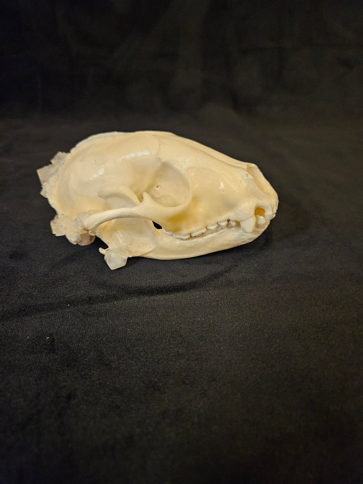 Raccoon skull with hand-grown clear crystals, other side