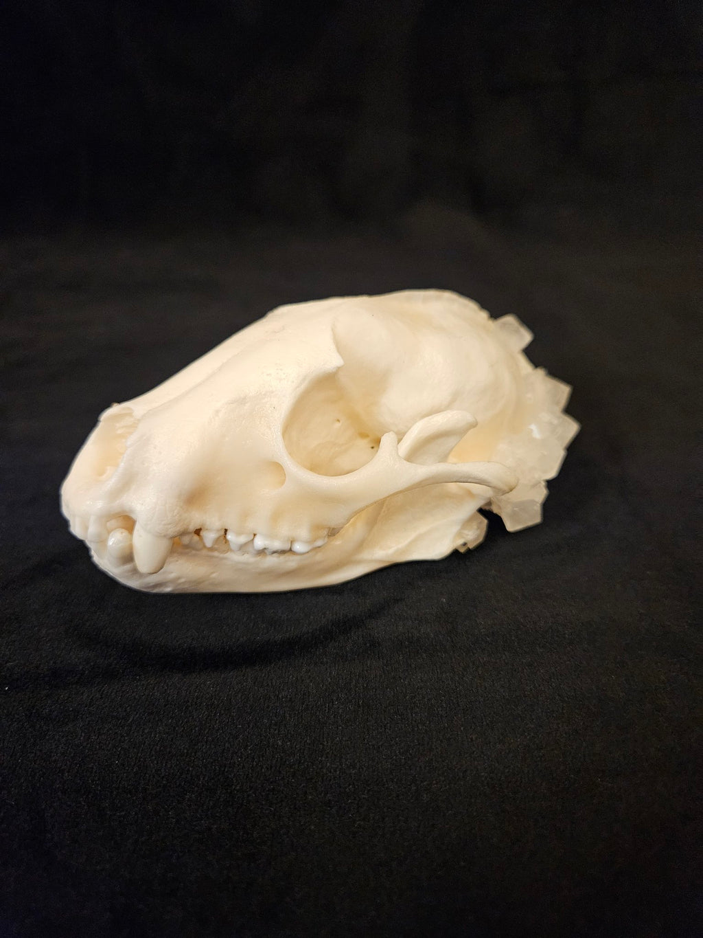 Raccoon skull with hand-grown clear crystals, side profile