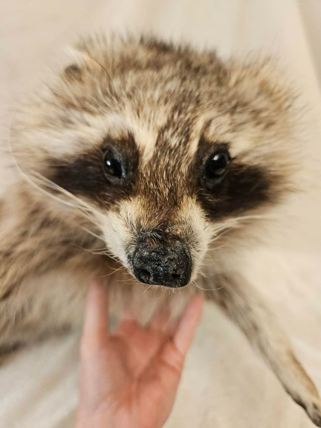 Winchester – Raccoon Soft Mount