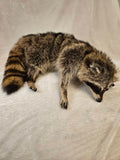 Winchester – Raccoon Soft Mount