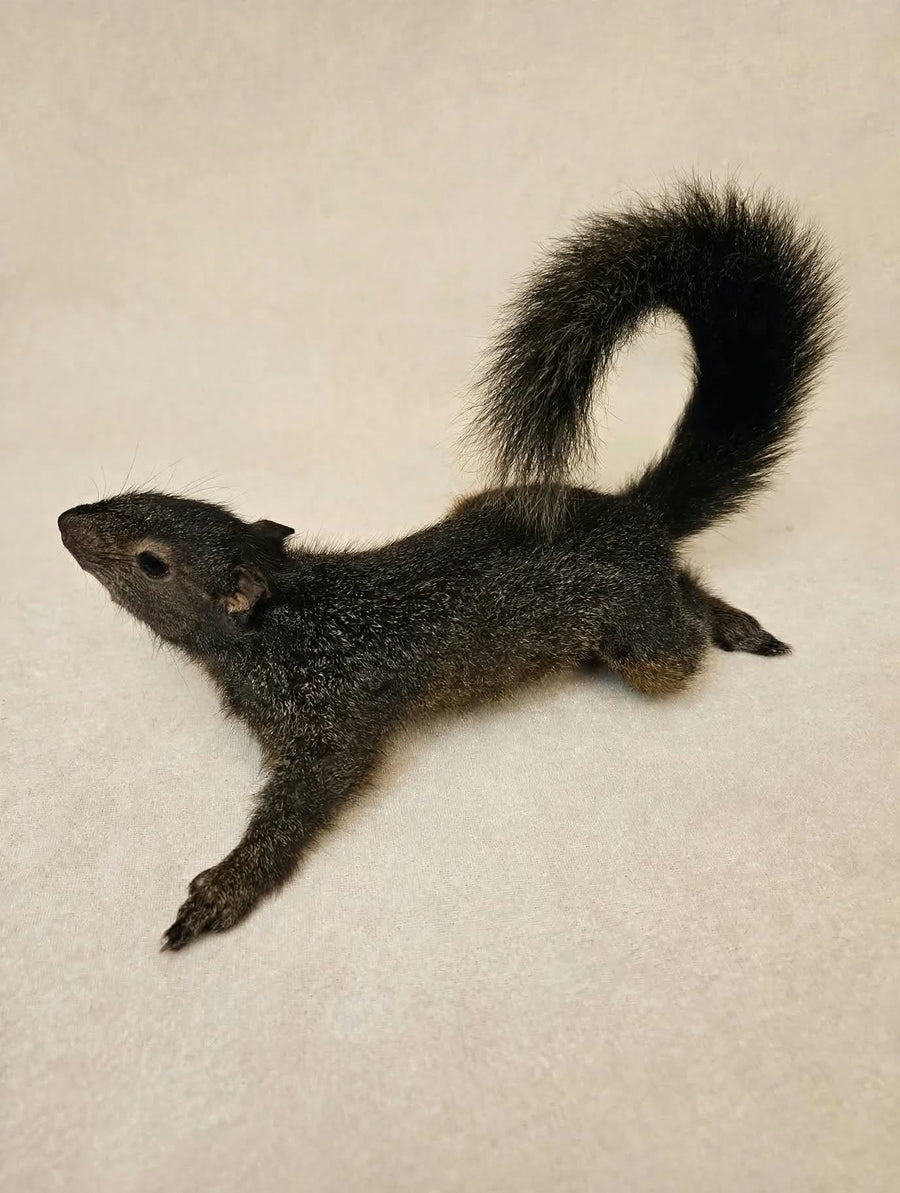 Full Squirrel Taxidermy Class