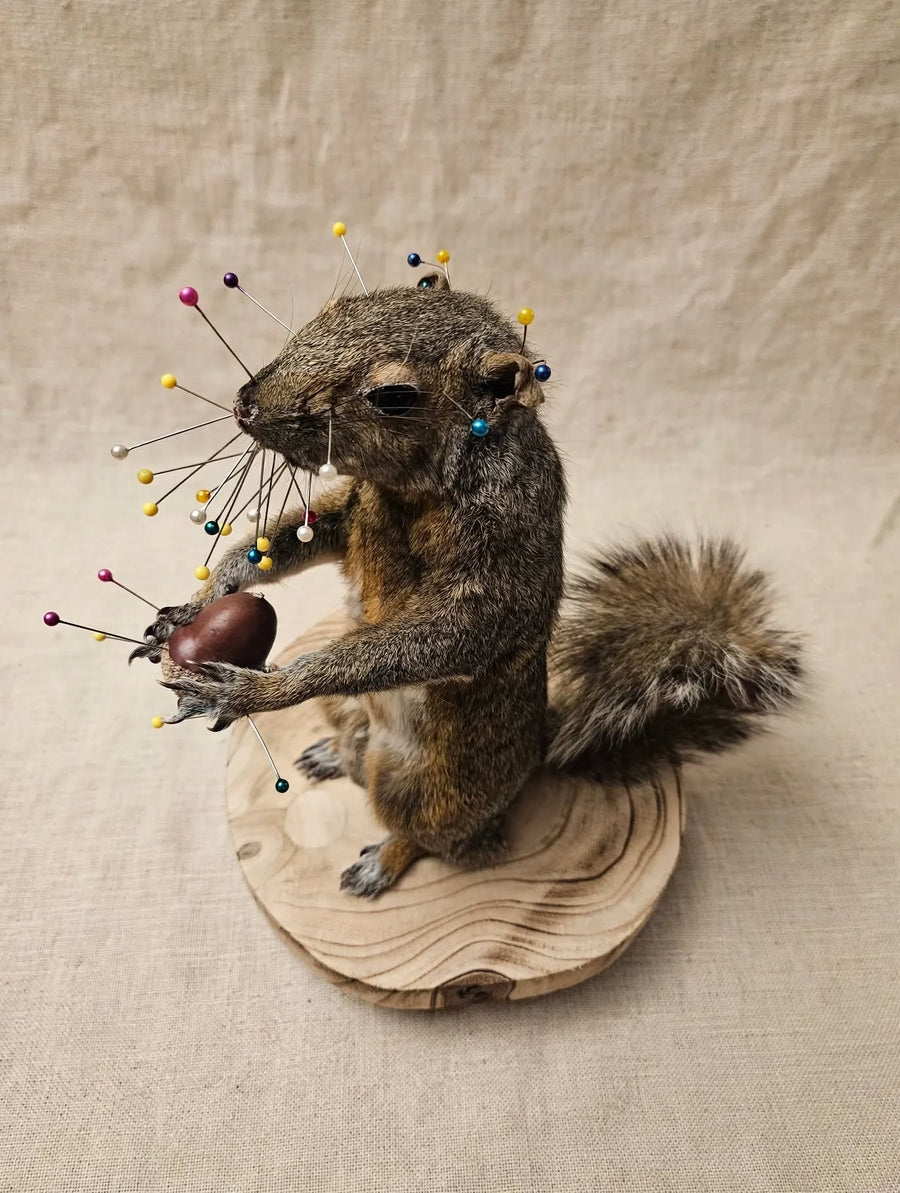 No Mess Squirrel Class