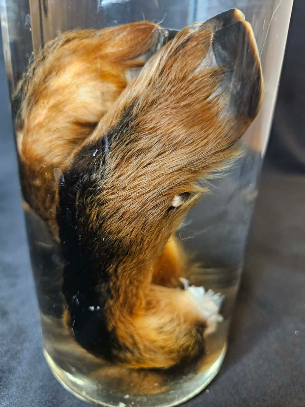 Goat Feet Wet Specimen