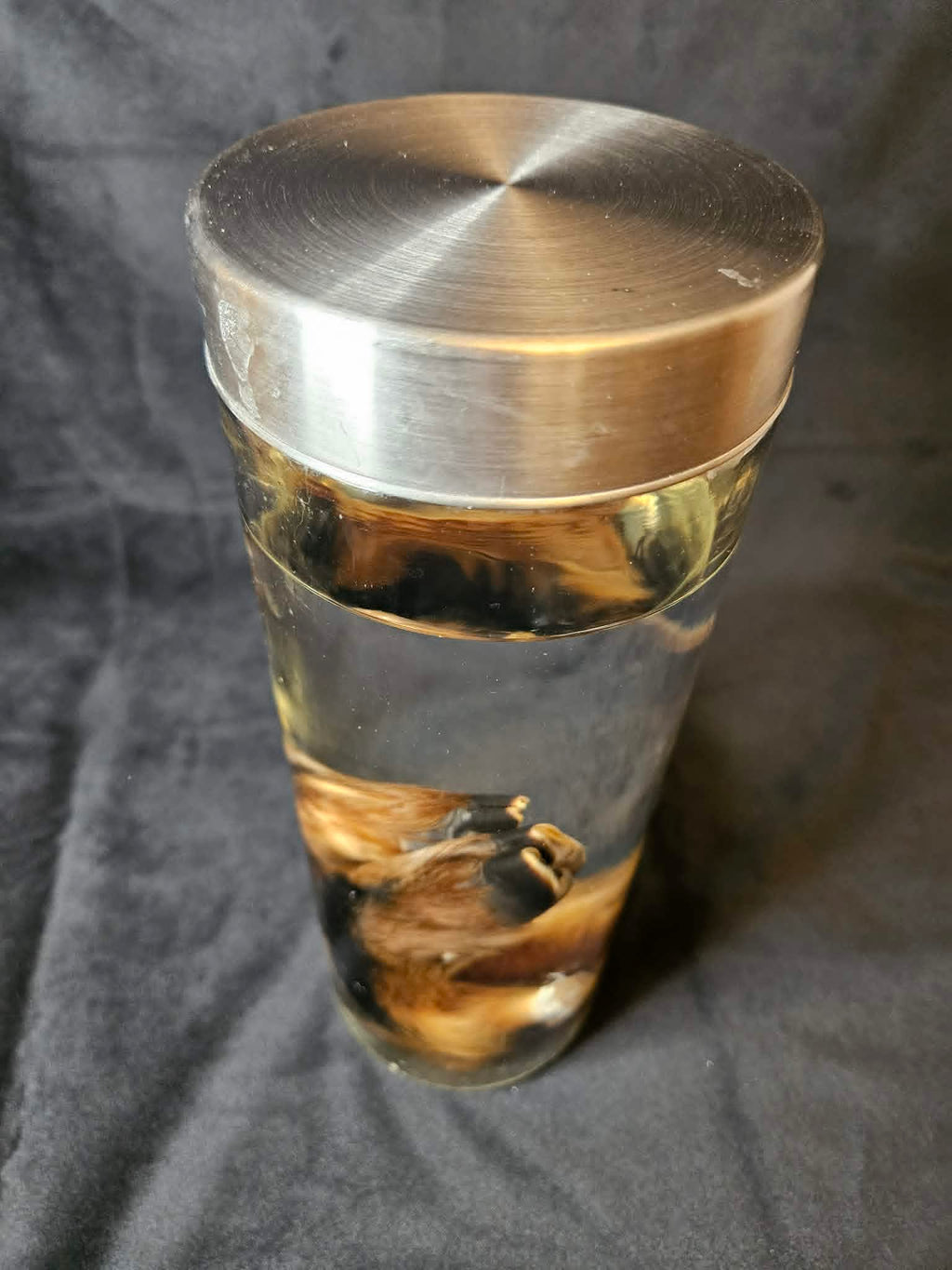 Goat Feet Wet Specimen