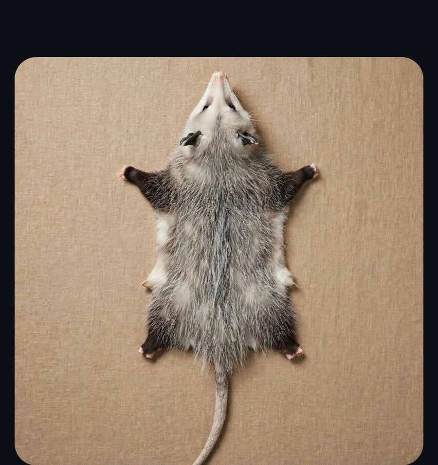 Opossum Skinning Class - Coming Soon